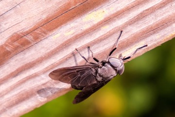 Top view of a large black horsefly rests on a wooden rail in Raleigh North Carolina