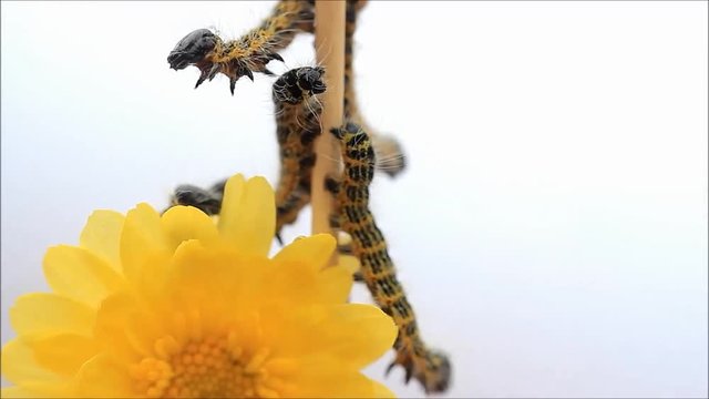 Raupe Mondvogel Phalera bucephala, makro 



