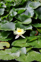 Yellow water lily on a pond
