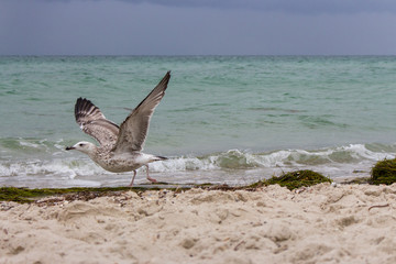 Brown running seagull on its start flight against storm on sea. Wild birds concept. Seagull on sand beach in hurricane day. Flying and freedom concept. Wildlife background. Seafull taking off.
