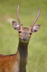 Head male Vietnamese sika deer (Cervus nippon pseudaxis) seen from front