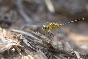 Closeup of Dragonfly with blurred background.