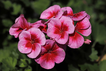 Close-up of pink pelargonium geranium flower in the garden