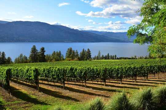 Vineyards Of The Okanagan Valley,Kelowna BC