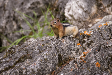 Ground squirrel in Banff National Park