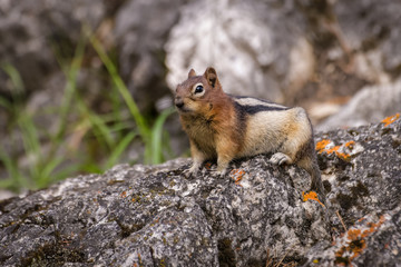Naklejka na ściany i meble Ground squirrel in Banff National Park