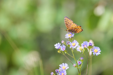 Butterfly in Banff national park