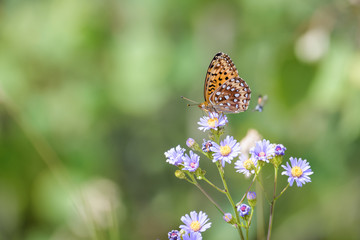 Butterfly in Banff national park