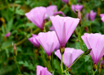 Beautiful pink Morning glory (Convolvulus althaeoides) flowers  in the meadow of Tenerife,Canary...