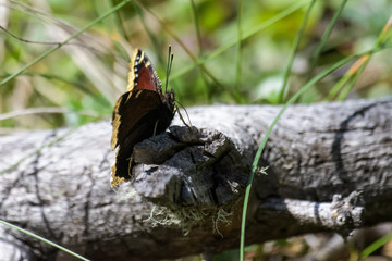 Butterfly on a log in Banff national park