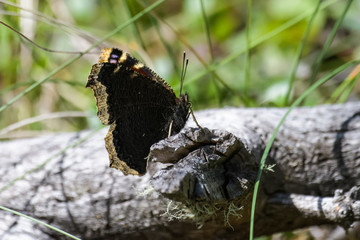 Butterfly on a log in Banff national park