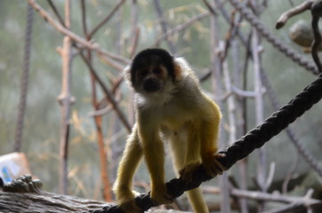 Close-up of a Common Squirrel Monkey