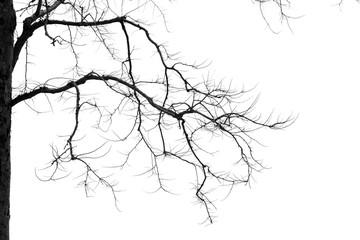 Dead branches , Silhouette dead tree or dry tree on white background.