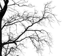 Dead branches , Silhouette dead tree or dry tree on white background.