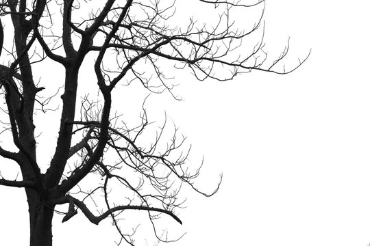 Dead branches , Silhouette dead tree or dry tree on white background.