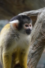 Close-up of a Common Squirrel Monkey