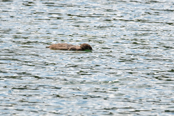 Common loon hunting for fish in a lake in Banff national park