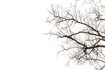 Fototapeta na wymiar Dead branches , Silhouette dead tree or dry tree on white background.