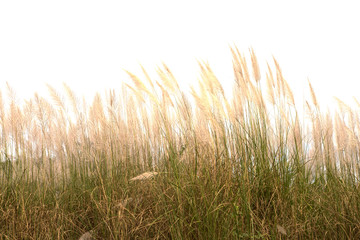 Grass flower isolate on white background.
