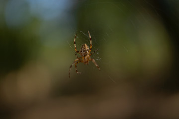 Spider's web