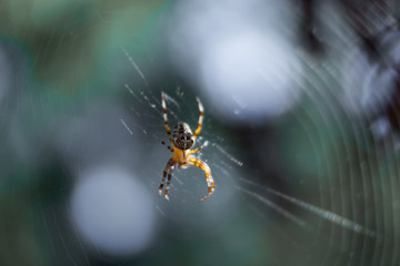 Spider's web