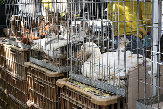 Venta de animales enjaulados.