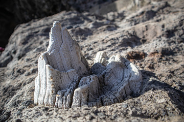 A white salty piece of wood sticking out of the rock is like a toy castle. Close-up.
