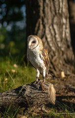 Barn Owl Portrait