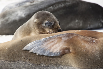 Seals on beach in Galapagos Island