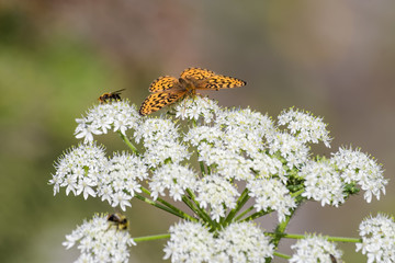 Butterfly in Banff national park