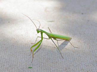 beautiful green mantis