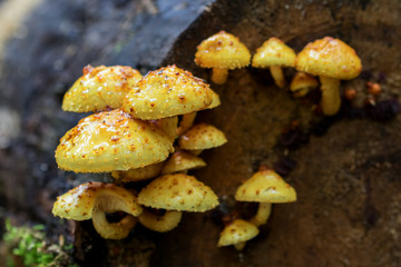 Autumn yellow mushroom on the old tree (Pholiota)