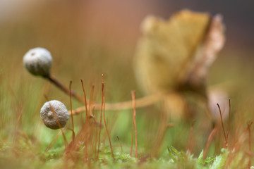 Dry linden seeds on moss. Macro, autumn