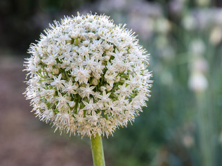 white garlic blossom