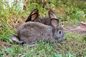 Rabbit on the street