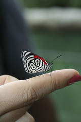 Fototapeta na wymiar Borboleta oitenta e oito colorida branca, preta e vermelha, pousada no dedo indicador de uma pessoa, com fundo desfocado