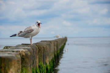 Möwe