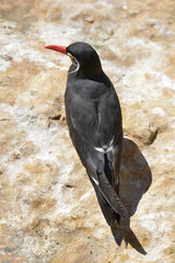 Inca tern (Larosterna inca) perched on rock seen from above