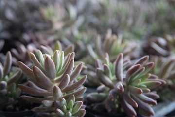 succulents for sale