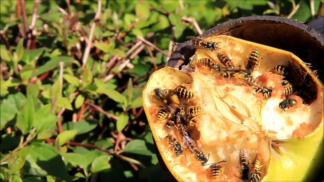 wasps on apple fruit

