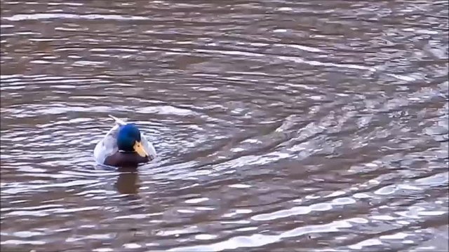 funny duck in a lake, zom in

