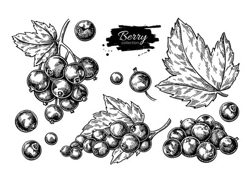 Black currant vector drawing. Isolated berry branch sketch on wh
