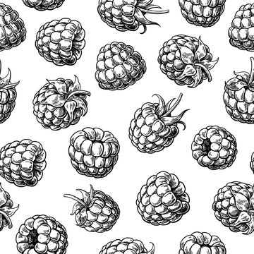 Raspberry seamless pattern. Vector drawing. Isolated berry sketch on white background.