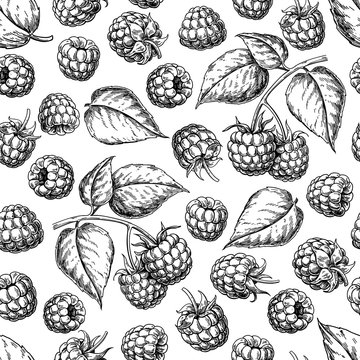 Raspberry seamless pattern. Vector drawing. Isolated berry branch sketch on white background.