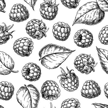 Raspberry seamless pattern. Vector drawing. Isolated berry sketch on white background.