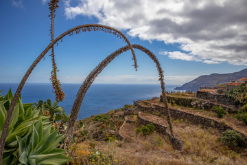 Сosmic flower (Echium wildpretii) La Palma Canary Islands