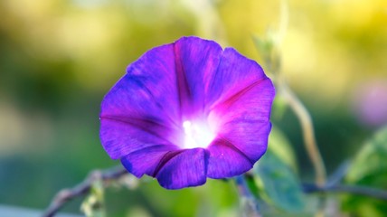 Fototapeta premium SONY DSC