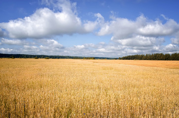 field with grain in summer