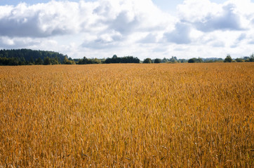 field with grain in summer