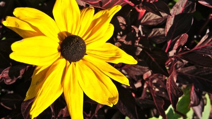 Black eyed Susan